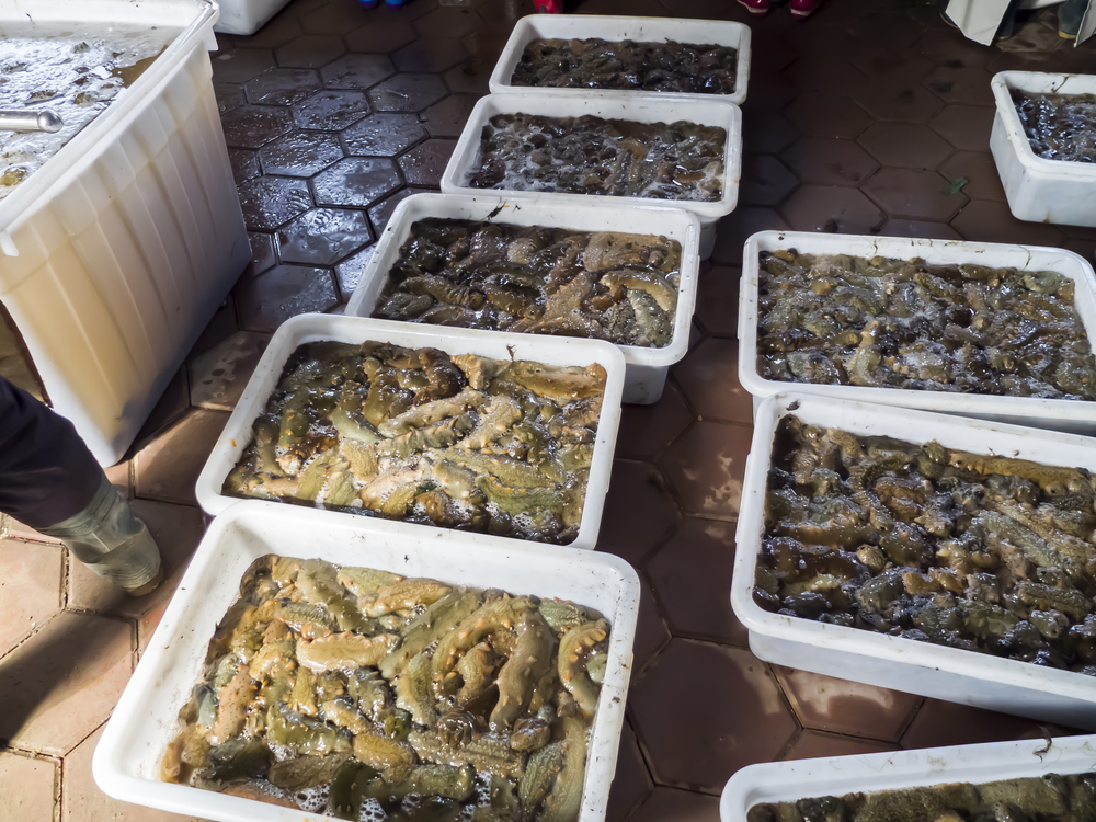 活海参捕捞加工工厂 水产产业链的高效运作