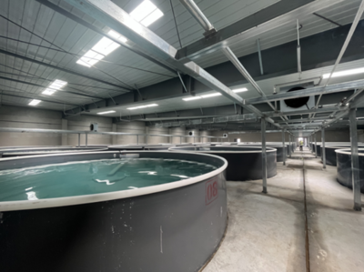 科技赋能 山东利津开创工厂化养虾新模式