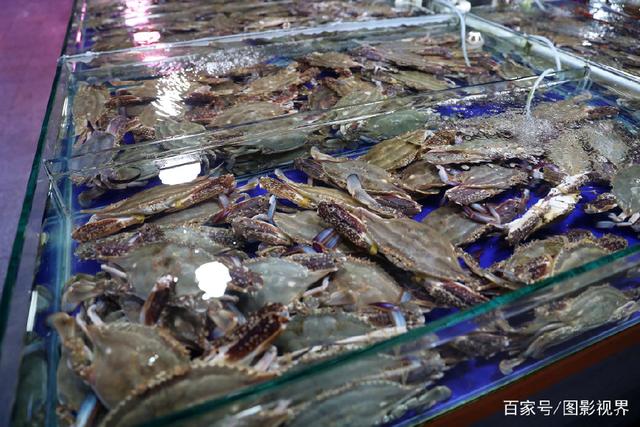 南方梭子蟹占据水产市场 海捕与养殖蟹如何辨别？