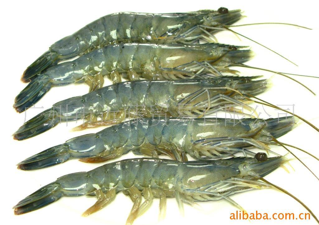 【蓝天使虾、寿司、料理日餐材料】价格,厂家,图片,鲜活水产品-1024商务网