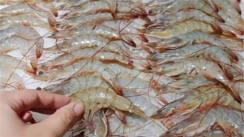 疫情期间能否安全食用水产品？专家权威解答，为家人健康必读