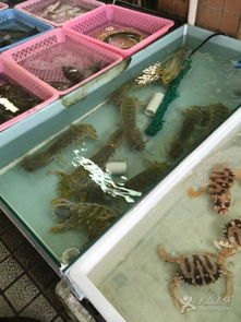 十九涌水产品交易码头 中国南沙的水产枢纽