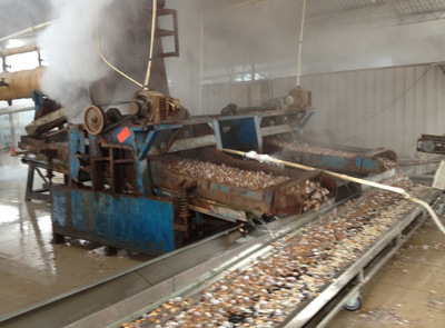 北海厂家直销片冻花甲螺 优质水产，批发首选